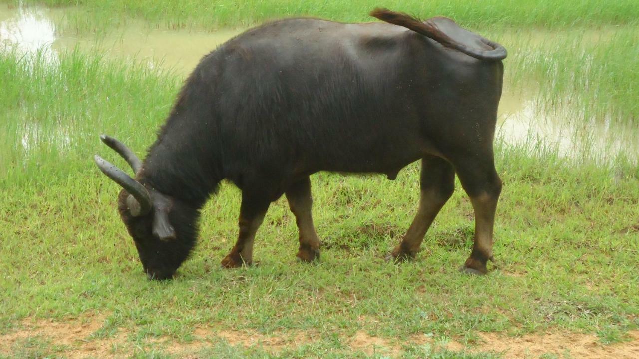 Heina Nature Resort - Eco Home And Yala Safari Kataragama Dış mekan fotoğraf